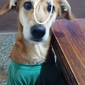 Foto de Mascota Extraviada