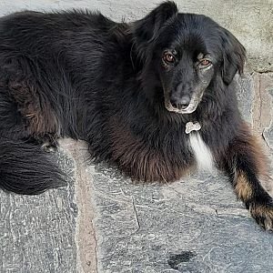 Foto de Mascota Extraviada