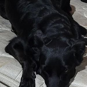 Foto de Mascota Extraviada