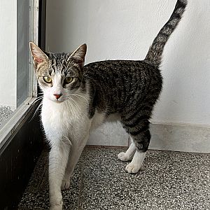 Foto de Mascota Encontrada