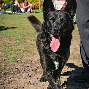 Foto de Mascota Encontrada