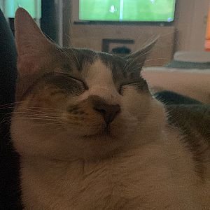 Foto de Mascota Extraviada