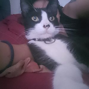 Foto de Mascota Extraviada