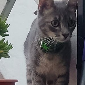 Foto de Mascota Encontrada