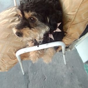 Foto de Mascota Extraviada