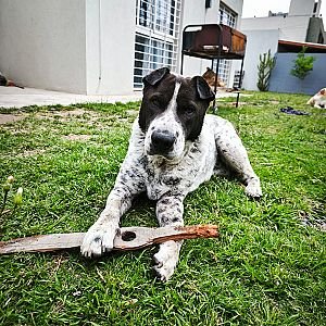 Foto de Mascota Encontrada