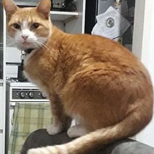 Foto de Mascota Extraviada