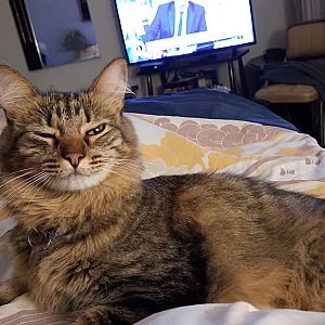 Foto de Mascota Extraviada