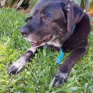 Foto de Mascota Encontrada
