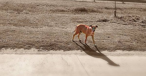 ¿Por qué es tan difícil encontrar mascotas perdidas en Argentina?