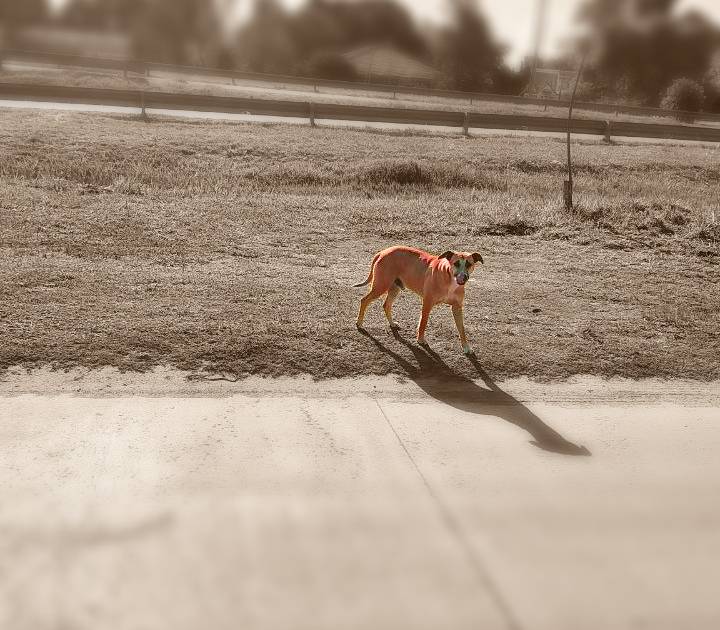 ¿Por qué es tan difícil encontrar mascotas perdidas en Argentina?
