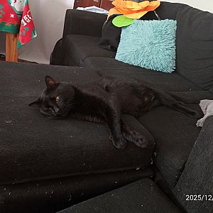 Foto de Mascota Extraviada