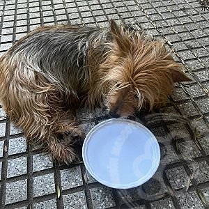 Foto de Mascota Encontrada