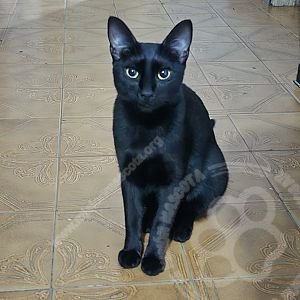 Mora
