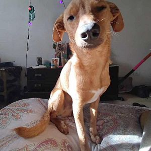 Foto de Mascota Extraviada