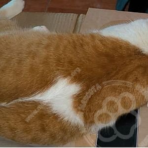 Foto de Mascota Extraviada