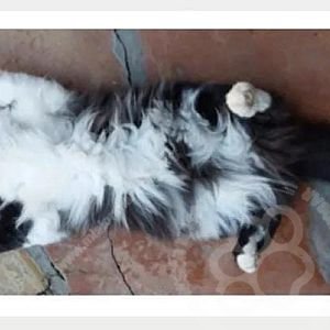 Foto de Mascota Extraviada