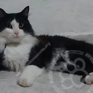 Foto de Mascota Extraviada
