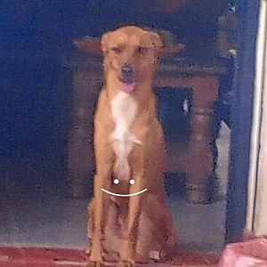 Foto de Mascota Extraviada