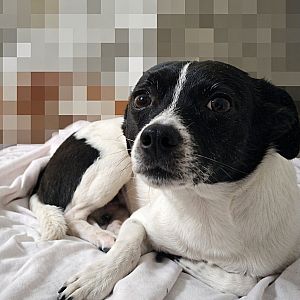 Foto de Mascota Extraviada