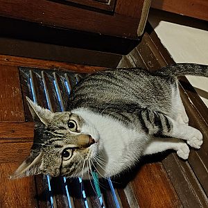 Foto de Mascota Perdida