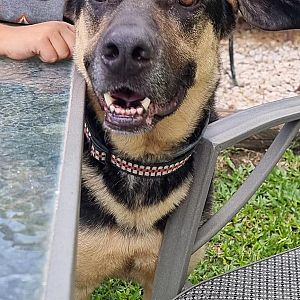 Foto de Mascota Extraviada