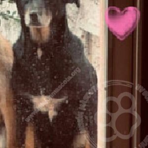 Foto de Mascota Extraviada