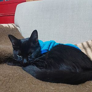 Foto de Mascota Encontrada