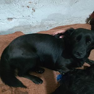 Foto de Mascota Encontrada