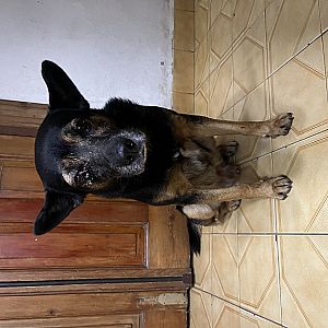 Foto de Mascota Encontrada