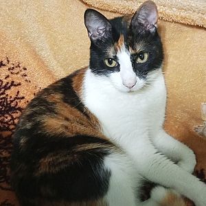 Foto de Mascota Perdida