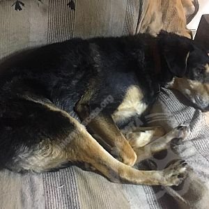 Foto de Mascota Extraviada