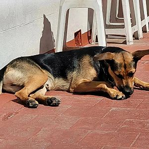 Foto de Mascota Extraviada