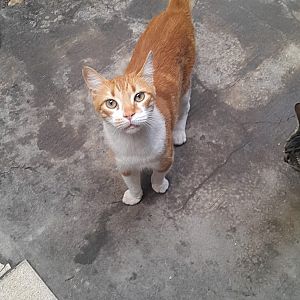 Foto de Mascota Perdida