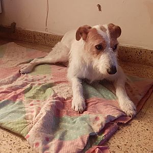 Foto de Mascota Extraviada