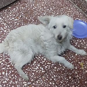 Foto de Mascota Encontrada