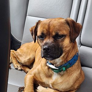 Foto de Mascota Encontrada