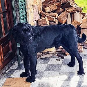 Foto de Mascota Extraviada