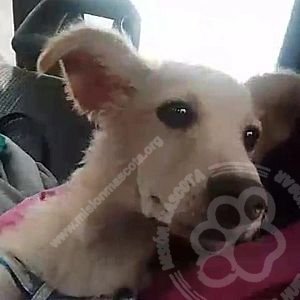 Foto de Mascota Extraviada
