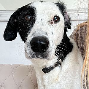 Foto de Mascota Extraviada