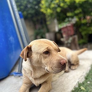 Foto de Mascota Extraviada