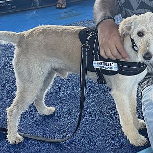 Foto de Mascota Extraviada