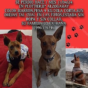 Foto de Mascota Extraviada