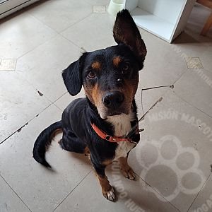 Foto de Mascota Encontrada