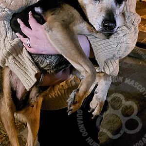 Foto de Mascota Encontrada