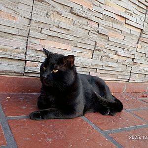 Foto de Mascota Extraviada