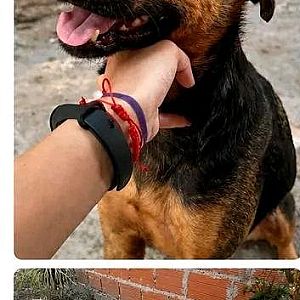 Foto de Mascota Extraviada