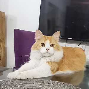 Tom Bebé