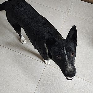 Foto de Mascota Encontrada