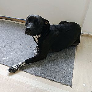 Foto de Mascota Encontrada